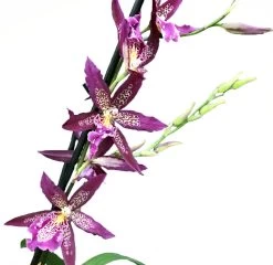 Howard's Dream Orchid - Oncidium Hybrid - Beallara Marfitch - 4" Pot -Healthy Plant Shop hdreamorchbloomsnew 40165.1693671039