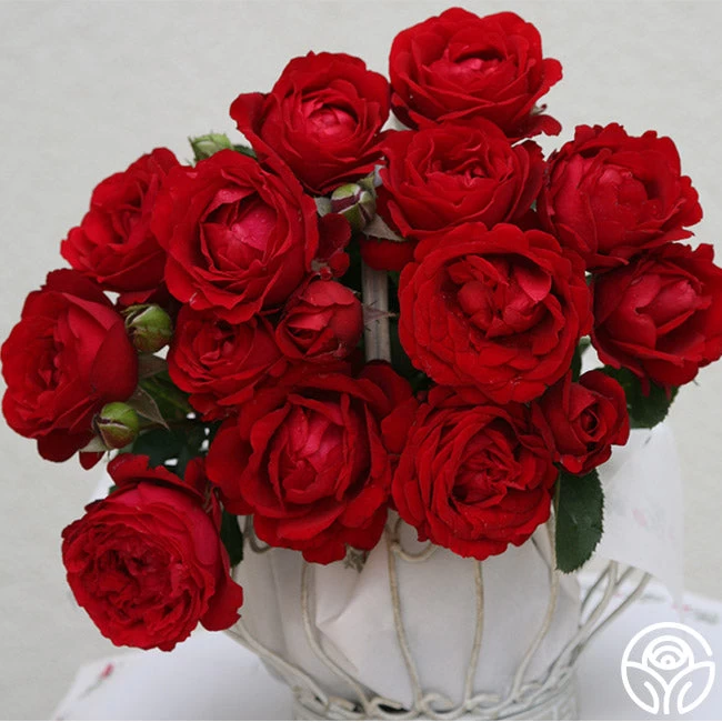 Eleganza® Heart Song™ 4 Eleganza® Heart Song™ - Image 2