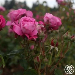 Heirloom -Healthy Plant Shop heirloom 17 1