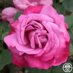 Heirloom -Healthy Plant Shop heirloom 41