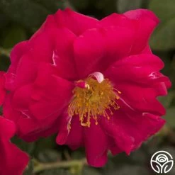 Henry Kelsey 16 Henry Kelsey -Healthy Plant Shop henry kelsey logo 01