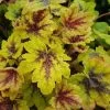 Catching Fire Heucherella - Foamy Bells - Gallon Pot - Shade Lover 2 Catching Fire Heucherella - Foamy Bells - Gallon Pot - Shade Lover -Healthy Plant Shop heuchcatchfire 45956.1619285623