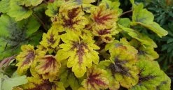 Catching Fire Heucherella - Foamy Bells - Gallon Pot - Shade Lover