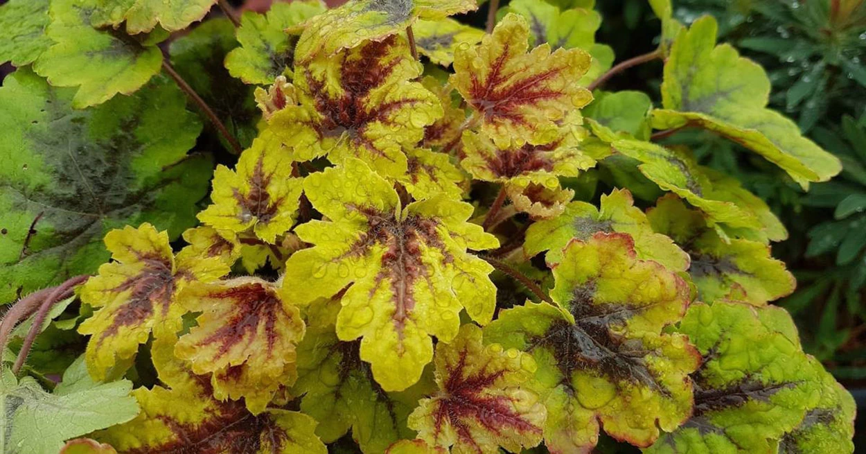 Catching Fire Heucherella - Foamy Bells - Gallon Pot - Shade Lover 3 Catching Fire Heucherella - Foamy Bells - Gallon Pot - Shade Lover