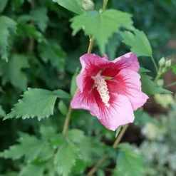 Red Pillar™ Rose Of Sharon - Hibiscus Syriacus - Proven Winners - 4" Pot -Healthy Plant Shop hibiscus red pillar 3 86467.1675818936