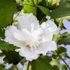White Pillar® Hibiscus - 4" Pot - Rose Of Sharon - Proven Winners -Healthy Plant Shop hibiscus white pillar plantx750 83215.1615344653