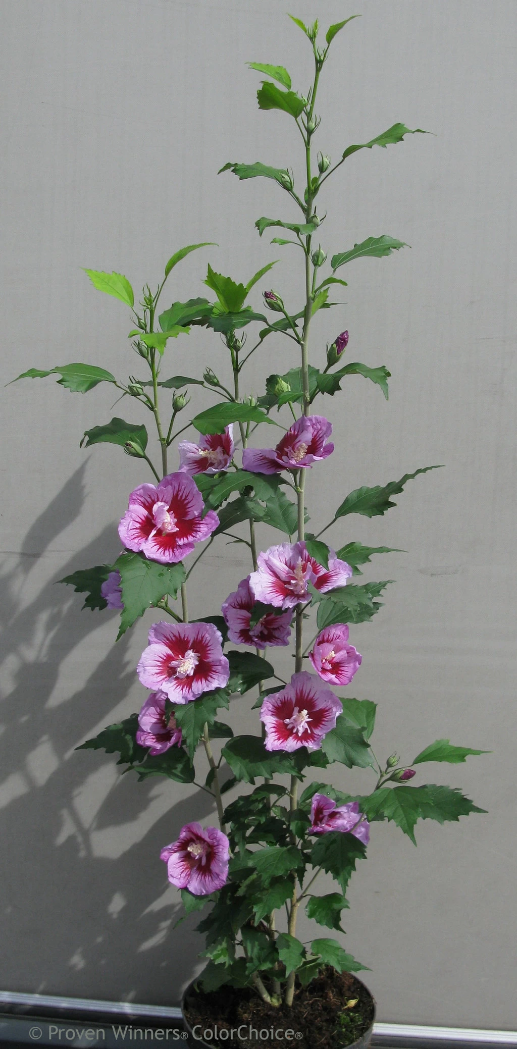 Purple Pillar® Hibiscus - 4" Pot - Rose Of Sharon - Proven Winners 4 Purple Pillar® Hibiscus - 4" Pot - Rose Of Sharon - Proven Winners - Image 2