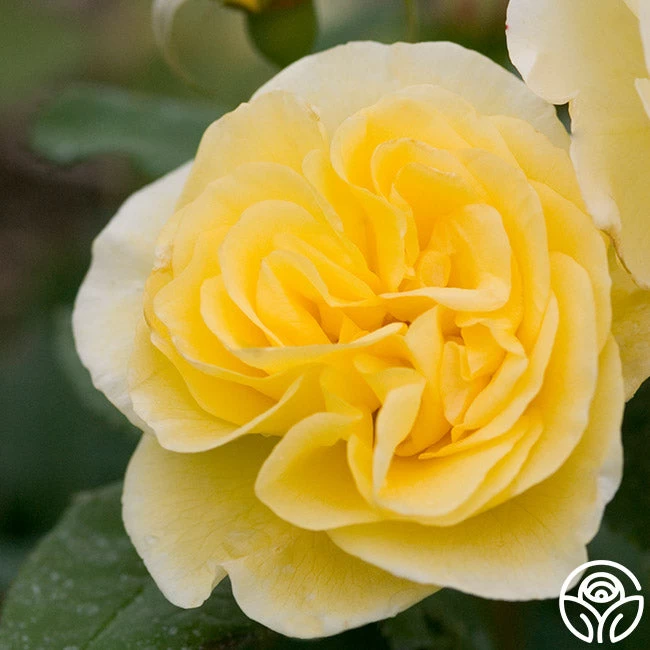 High Voltage 4 High Voltage - Image 2