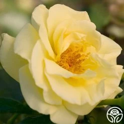 High Voltage 7 High Voltage -Healthy Plant Shop high voltage 3