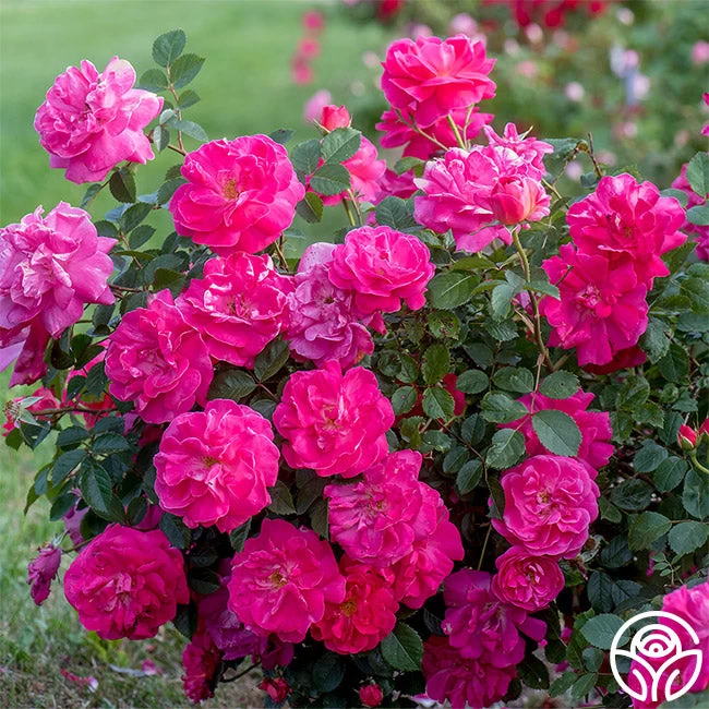 Highwire Flyer™ 4 Highwire Flyer™ - Image 2