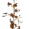 Sunny Daze Hilo Bay Orchid - Oncidium - 4" Pot - Collector Orchids 1 Sunny Daze Hilo Bay Orchid - Oncidium - 4" Pot - Collector Orchids -Healthy Plant Shop hilobaybloom 99938.1693685537