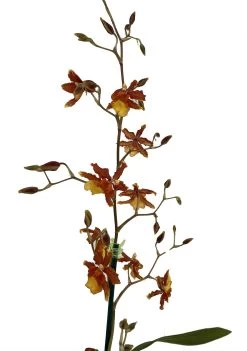 Sunny Daze Hilo Bay Orchid - Oncidium - 4" Pot - Collector Orchids