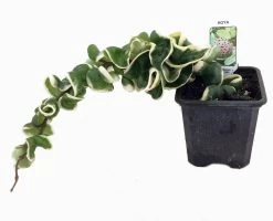 Variegated Hindu Rope Plant - EXOTIC - Hoya - 4" Pot 9 Variegated Hindu Rope Plant - EXOTIC - Hoya - 4" Pot -Healthy Plant Shop hinduropevarhr1new 05114.1598895939
