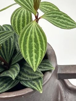 Creative Ceramic Planter With Saucer & Live Peperomia Plant 8 Creative Ceramic Planter With Saucer & Live Peperomia Plant -Healthy Plant Shop hirtcoffee444 58700.1693163957