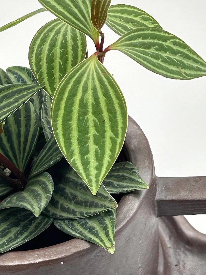 Creative Ceramic Planter With Saucer & Live Peperomia Plant 5 Creative Ceramic Planter With Saucer & Live Peperomia Plant - Image 3