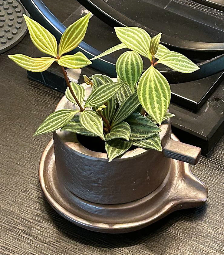 Creative Ceramic Planter With Saucer & Live Peperomia Plant 4 Creative Ceramic Planter With Saucer & Live Peperomia Plant - Image 2