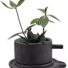 Creative Ceramic Planter With Saucer & Live Peperomia Plant -Healthy Plant Shop hirtcoffee666 removebg202 36030.1693163956
