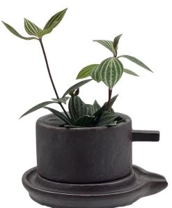 Creative Ceramic Planter With Saucer & Live Peperomia Plant