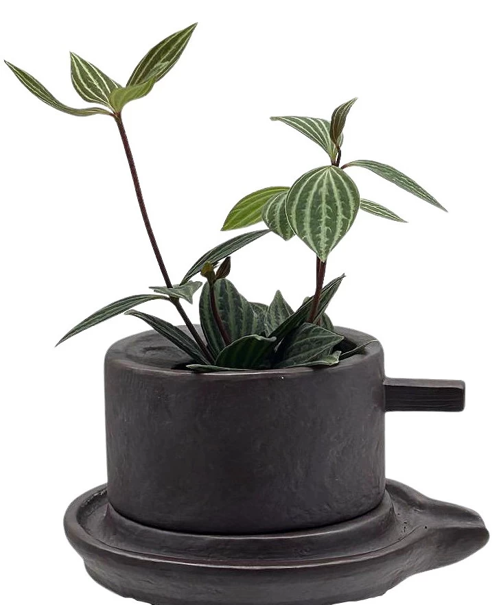 Creative Ceramic Planter With Saucer & Live Peperomia Plant 3 Creative Ceramic Planter With Saucer & Live Peperomia Plant