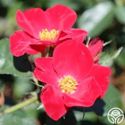 Home Run™ 7 Home Run™ -Healthy Plant Shop home run 12