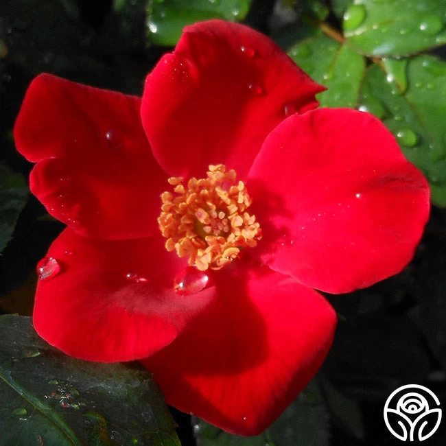 Home Run™ 4 Home Run™ - Image 2