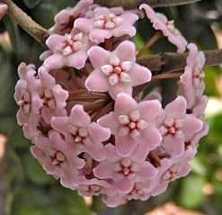 Hindu Indian Rope Plant - Hoya - Exotic/Easy - 4" Pot -Healthy Plant Shop hoyabloomnew 60595.1667489171