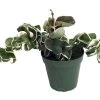 Variegated Hindu Rope Plant - EXOTIC - Hoya - 4" Pot -Healthy Plant Shop hoyahinduropevarhr1 75084.1598895938