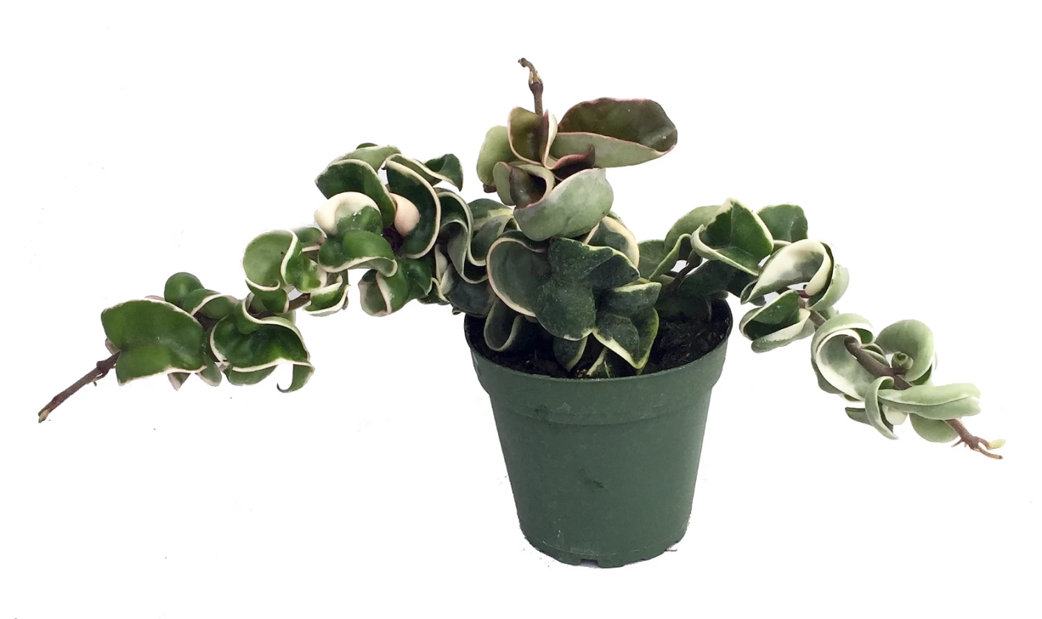 Variegated Hindu Rope Plant - EXOTIC - Hoya - 4" Pot 3 Variegated Hindu Rope Plant - EXOTIC - Hoya - 4" Pot