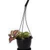 Tricolor Wax Plant - Hoya Tricolor - 4.5" Black Hanging Basket 2 Tricolor Wax Plant - Hoya Tricolor - 4.5" Black Hanging Basket -Healthy Plant Shop hoyatriwax45blkhb 76137.1677197023