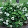 Pee Wee Oakleaf Hydrangea Perennial - Dwarf White - 4" Pot 2 Pee Wee Oakleaf Hydrangea Perennial - Dwarf White - 4" Pot -Healthy Plant Shop hyd peewee 55789.1615344510