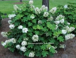 Pee Wee Oakleaf Hydrangea Perennial - Dwarf White - 4" Pot