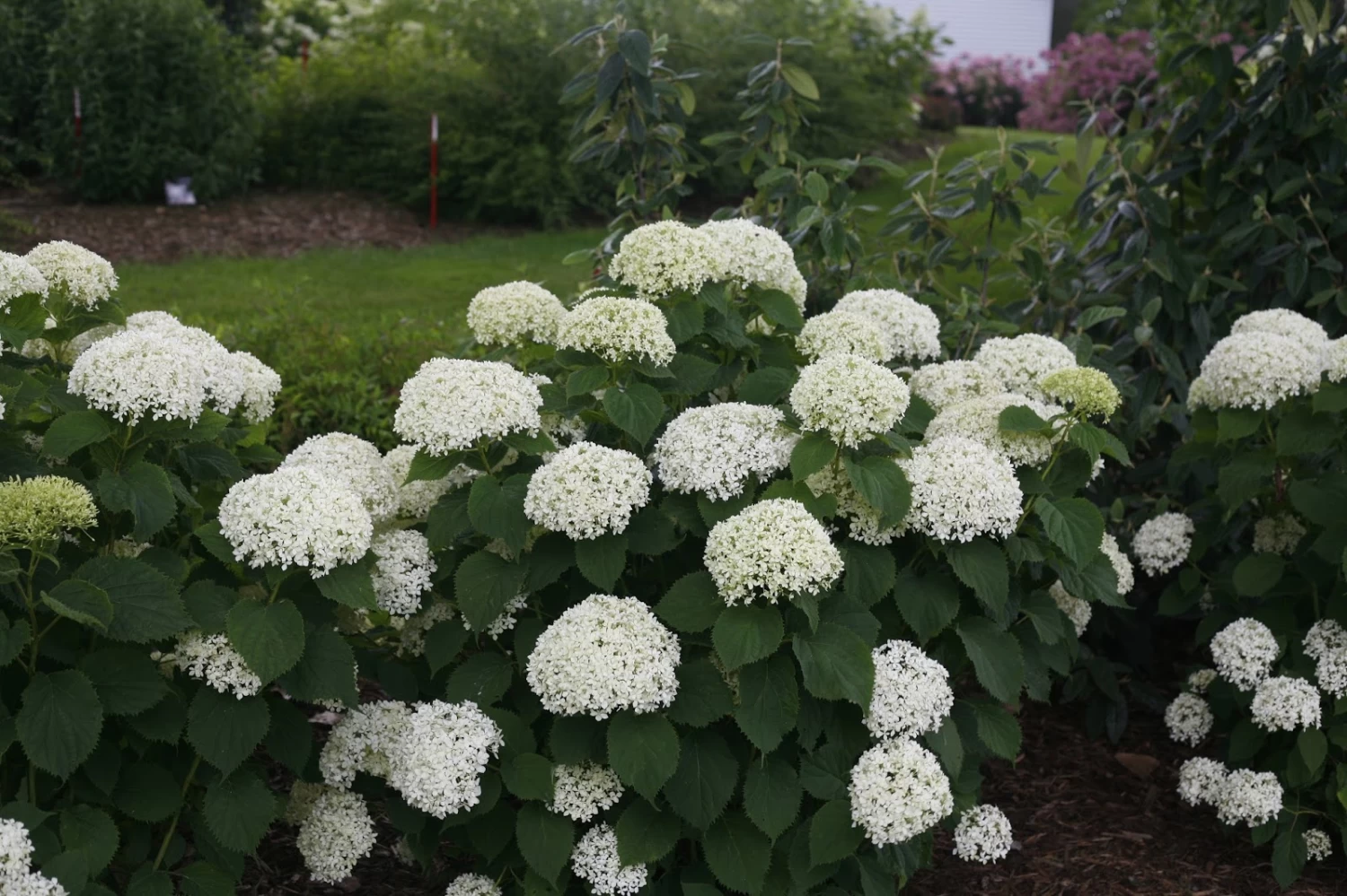 Invincibelle Wee White® Hydrangea - 4" Pot - Proven Winners 3 Invincibelle Wee White® Hydrangea - 4" Pot - Proven Winners