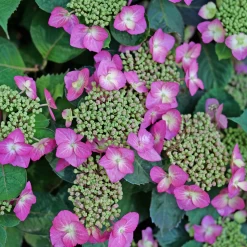 TUFF STUFF TOP FUN™ - Mountain Hydrangea - Hydrangea Serrata - 4" Pot -Healthy Plant Shop hydrangea serrata tuff stuff top fun p1195299 800x800 169fc80 82717.1678996087