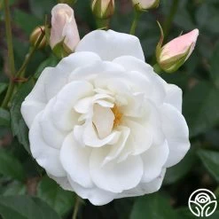 Iceberg® 13 Iceberg® -Healthy Plant Shop iceberg 2 9