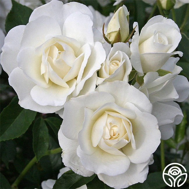 Iceberg® 3 Iceberg®