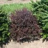 Sunjoy Mini Maroon® Barberry - 4" Pot - Berberis 1 Sunjoy Mini Maroon® Barberry - 4" Pot - Berberis -Healthy Plant Shop imageresize.php 11876.1615344683