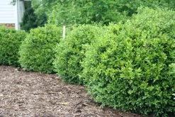 NEWGEN FREEDOM® Boxwood - 4" Pot - Buxus - Indoors Or Out -Healthy Plant Shop img 4806 11694.1648736589