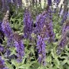 Lyrical™ Blues Meadow Sage - Salvia - Gallon Pot -Healthy Plant Shop img 5761 50578.1654882427