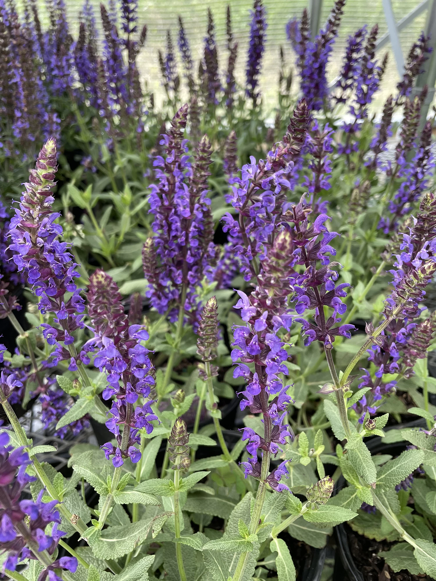 Lyrical™ Blues Meadow Sage - Salvia - Gallon Pot 3 Lyrical™ Blues Meadow Sage - Salvia - Gallon Pot