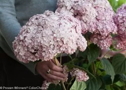 Incrediball® Blush Hydrangea Perennial - Huge Flowers - 4" Pot - Proven Winners 7 Incrediball® Blush Hydrangea Perennial - Huge Flowers - 4" Pot - Proven Winners -Healthy Plant Shop incrediball blush hydrangea 2 86019.1615344657