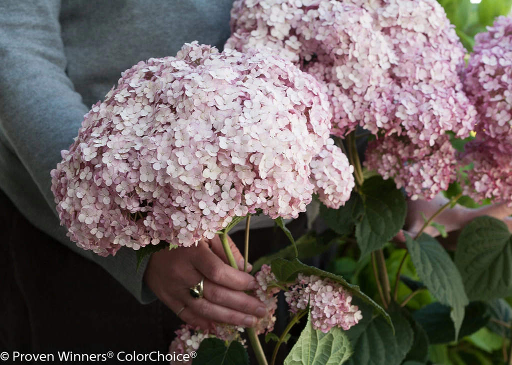 Incrediball® Blush Hydrangea Perennial - Huge Flowers - 4" Pot - Proven Winners 4 Incrediball® Blush Hydrangea Perennial - Huge Flowers - 4" Pot - Proven Winners - Image 2
