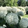 Incrediball® Hydrangea Perennial - Huge Flowers - 4" Pot - Proven Winners -Healthy Plant Shop incrediball hydrangea 8573 44208.1615344503
