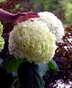 Incrediball® Hydrangea Perennial - Huge Flowers - 4" Pot - Proven Winners -Healthy Plant Shop incrediballhy421 54899.1615344504