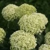 Invincibelle Limetta® Hydrangea - 4" Pot - Proven Winners -Healthy Plant Shop invincibelle20limetta20hydrangea20flowers 35485.1615344639