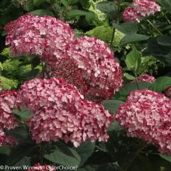 Invincibelle® Ruby Hydrangea - 4" Pot - Proven Winners -Healthy Plant Shop invincibelle20ruby20hydrangea 4 32812.1615344621