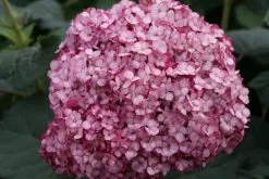 Invincibelle Mini Mauvette® Hydrangea - 4" Pot - Proven Winners -Healthy Plant Shop invincibelle mini mauvette purple hydrangea arborescens 50887.1615344664