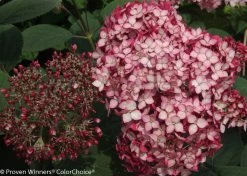 Invincibelle® Ruby Hydrangea - 4" Pot - Proven Winners -Healthy Plant Shop invincibelle ruby hydrangea 5 20399.1615344621