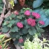 Invincibelle® Ruby Hydrangea - 4" Pot - Proven Winners 2 Invincibelle® Ruby Hydrangea - 4" Pot - Proven Winners -Healthy Plant Shop invincibelle ruby hydrangea 7 71654.1615344620