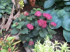 InvincibelleĀ® Ruby Hydrangea - 4" Pot - Proven Winners