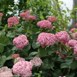 Invincibelle® Spirit II Hydrangea - 4" Pot - Proven Winners 7 Invincibelle® Spirit II Hydrangea - 4" Pot - Proven Winners -Healthy Plant Shop invincibelle spirit ii hydrangea 1 68243.1695757381